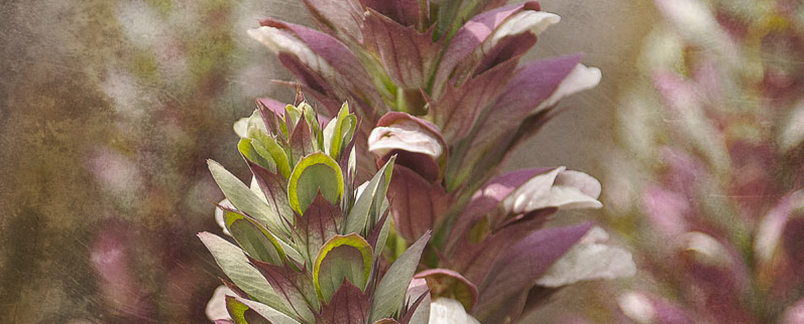 <h1>Shop Bloom</h1>
<div><a href="https://twelve10thirteen.co.uk/range/bloom/">Shop  now</a></div>